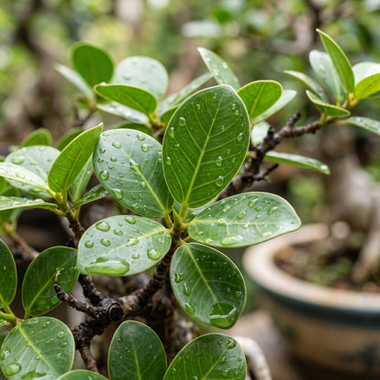 Indian Banyan Bonsai Tree Seeds