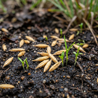 Indiangrass Seeds for Prairie Landscaping - Tall Ornamental Grass Seeds for Outdoor Gardens & Natural Landscapes