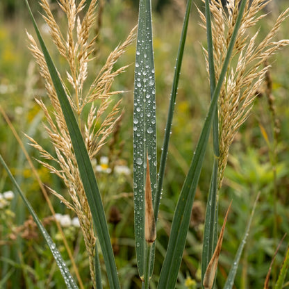 Indiangrass Seeds for Prairie Landscaping - Tall Ornamental Grass Seeds for Outdoor Gardens & Natural Landscapes