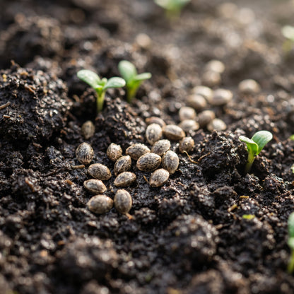 Oil Hemp Seeds (Cannabis sativa) – Industrial Hemp Seeds