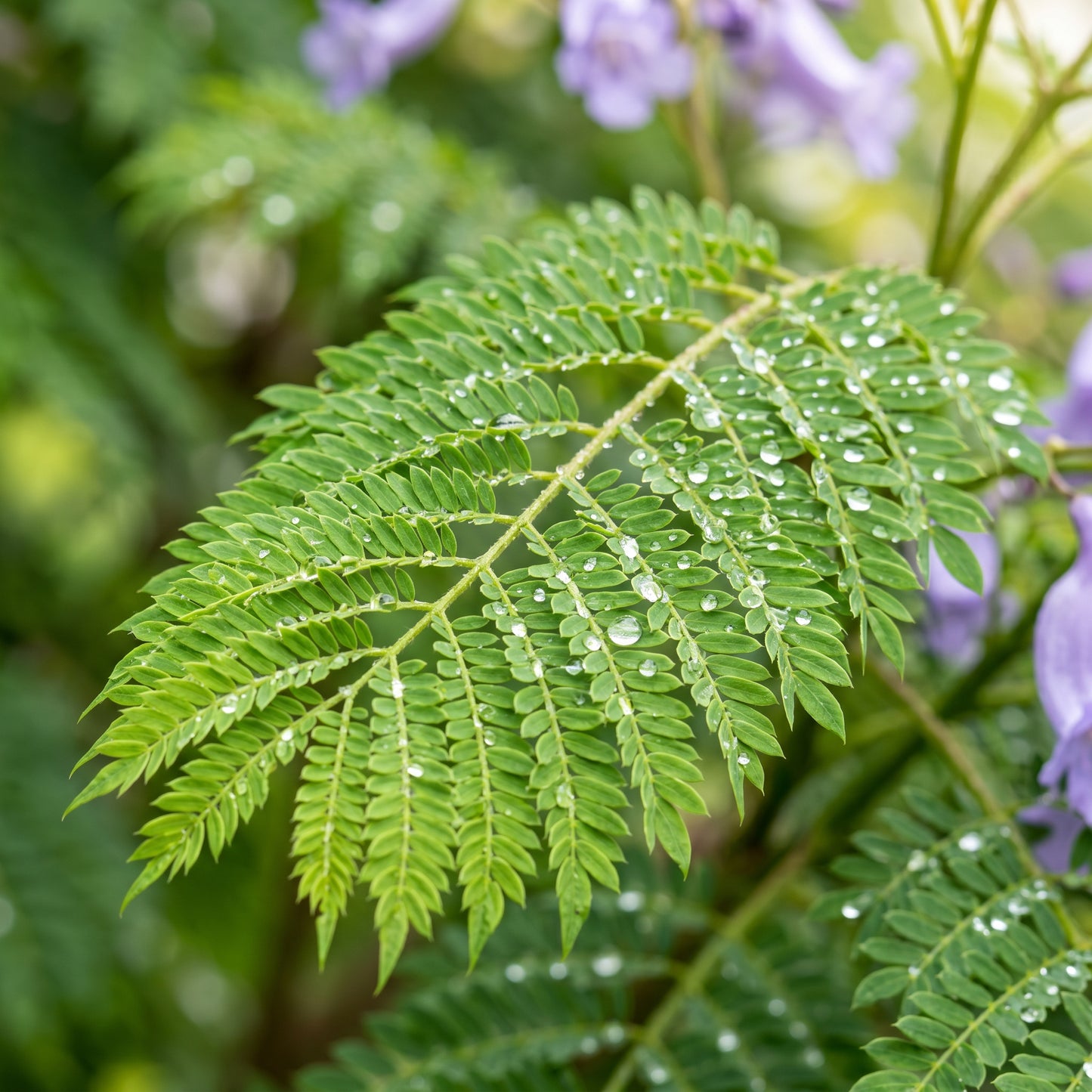 Jacaranda Tree Seeds – Blue Flowering Tree Plant