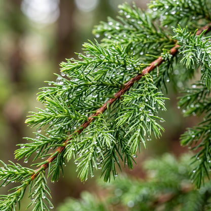 Japanese Red Cedar Bonsai Tree Seeds - Evergreen Ornamental Tree Seeds for Bonsai & Outdoor Garden Growing