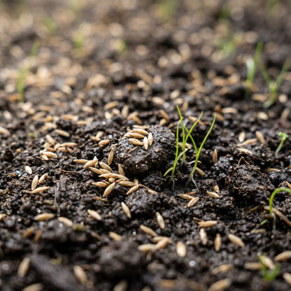 Kentucky Bluegrass Seeds (Poa pratensis) – Midnight Lawn Grass Seeds
