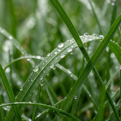 Kentucky Bluegrass Seeds (Poa pratensis) – Midnight Lawn Grass Seeds