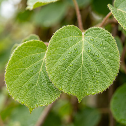 Kiwi Fruit Seeds – Chinese Gooseberry Vine Plant
