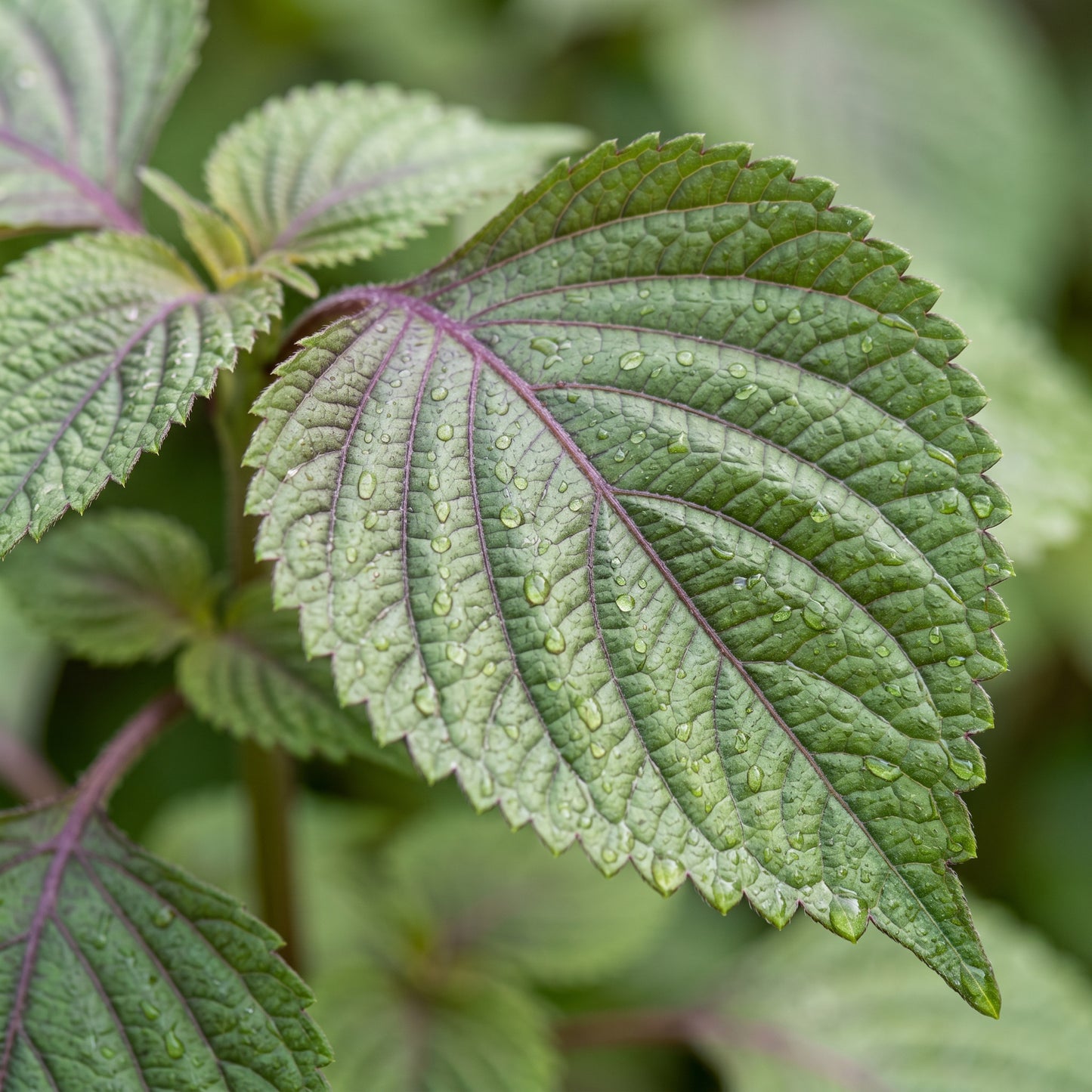 Korean Perilla Herb Seeds for Home Gardens