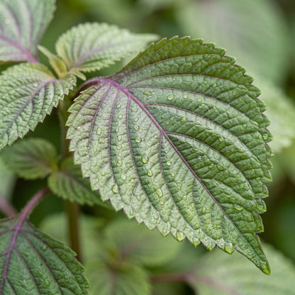 Korean Perilla Herb Seeds for Home Gardens