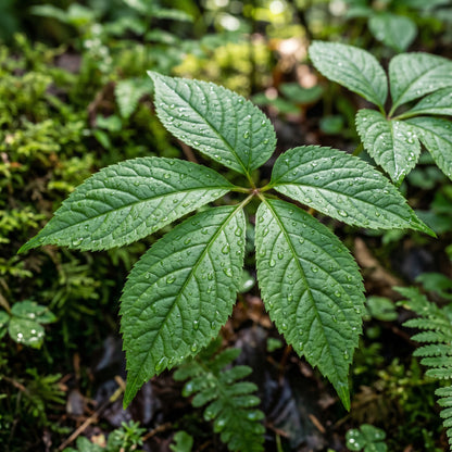 Korean Ginseng Seeds (Panax ginseng) – Asian Ginseng Herb Seeds