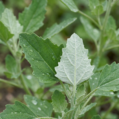 Lambs Quarter Wild Herb Seeds