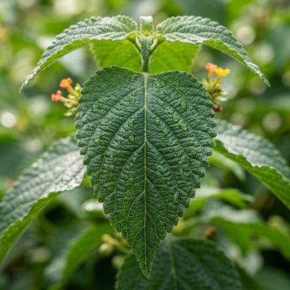 Lantana Camara Seeds for Multicolor Flower Garden Landscaping