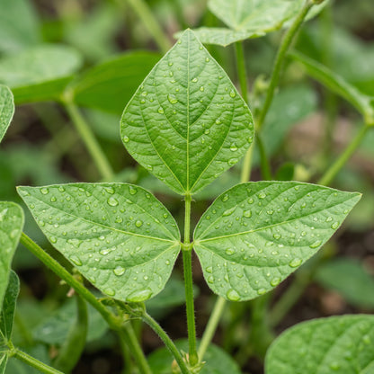Large Dark Red Bean Seeds – Garden Bean Plant