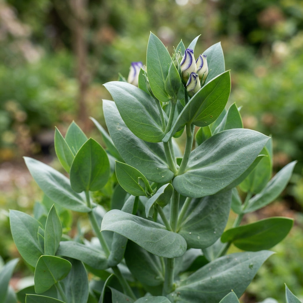 Lisianthus Rosita 2 Blue Picotee Flower Seeds for Planting