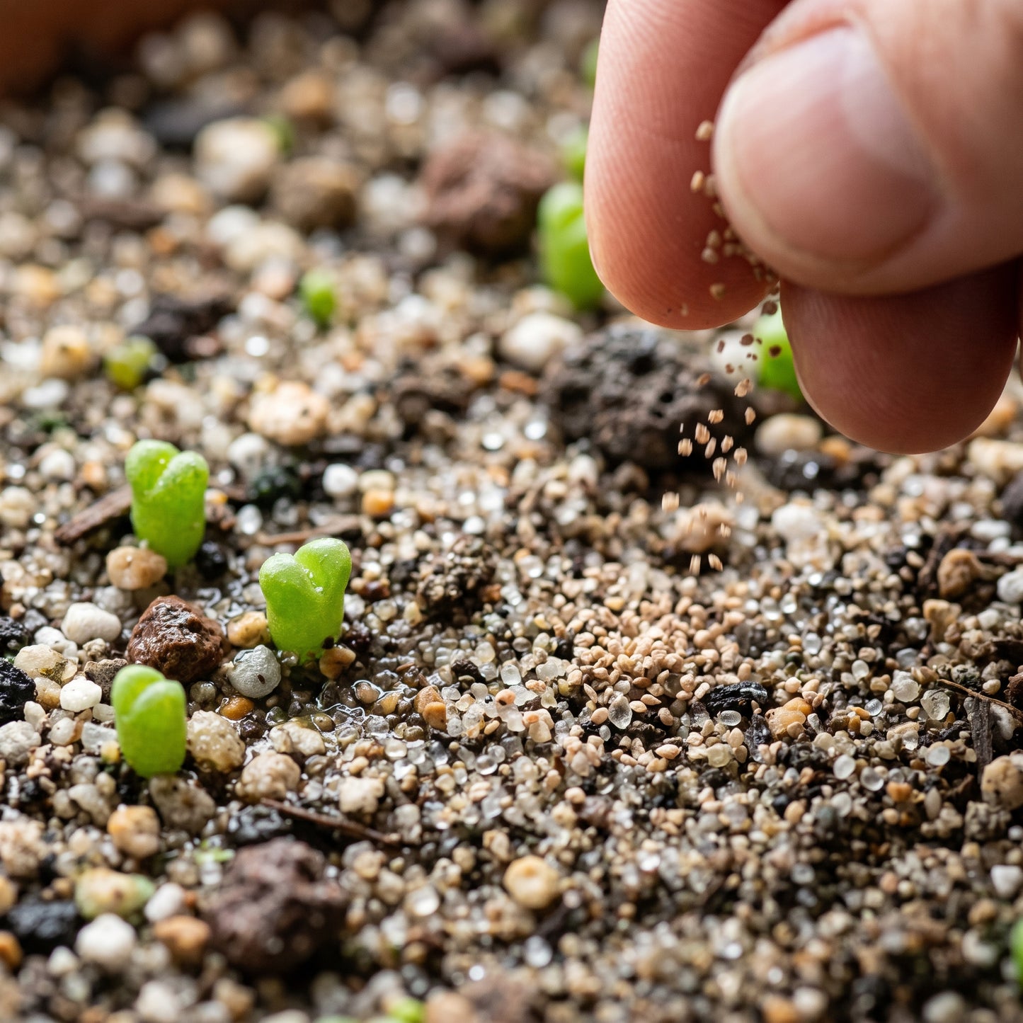 Lithops Seed Mix – Living Stone Succulent Seeds