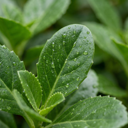 Longevity Spinach Plant (Gynura procumbens) – Live Leafy Vegetable Plant