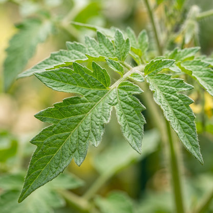 Luciebell Tomato Seeds – Heirloom Tomato for Planting