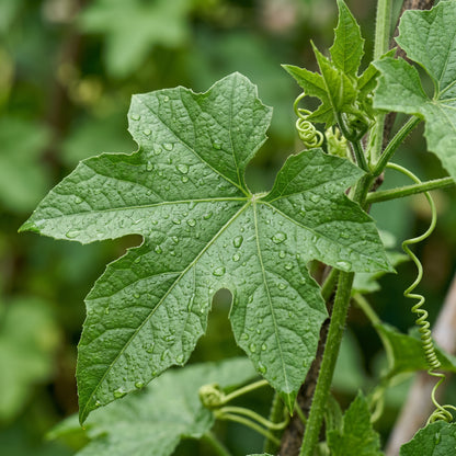Luffa Gourd Seeds for Trellis Gardens