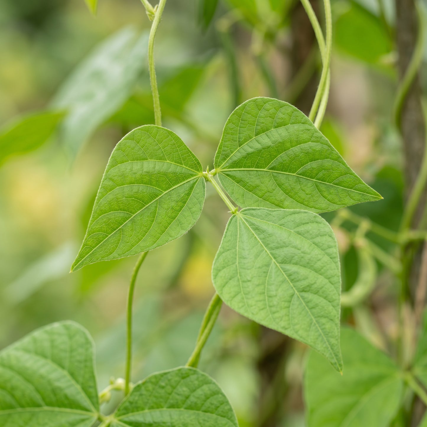 Bean Climbing Madagascar Variety Seeds