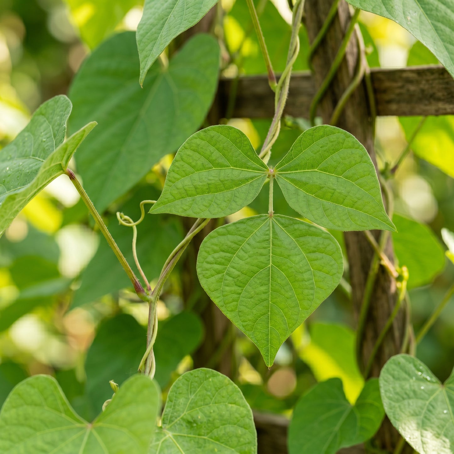 Madagascar Bean Seeds for Planting