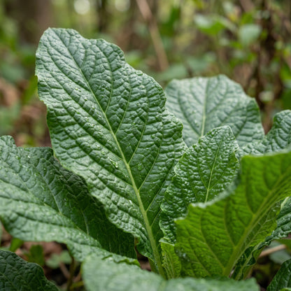 Mandrake Plant Seeds for Decorative Outdoor Garden Growing