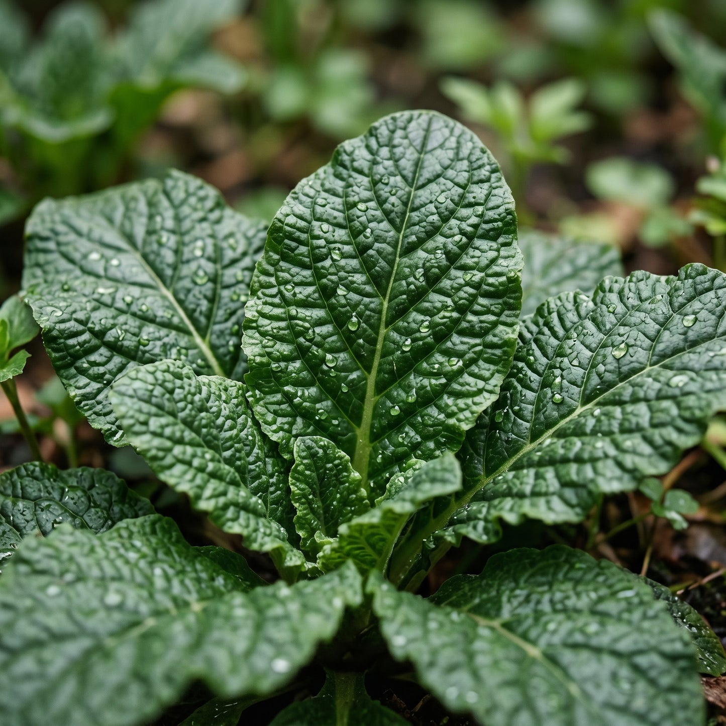 Mandrake Plant Seeds for Decorative Outdoor Garden Growing