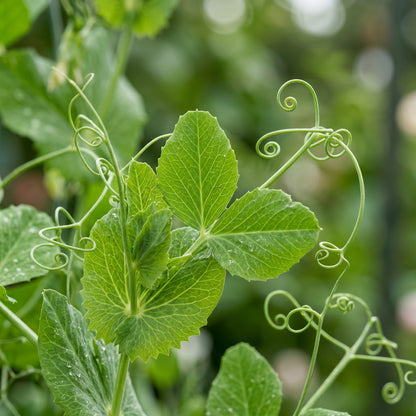 Mange Tout Sweet Horizon Seeds for Planting