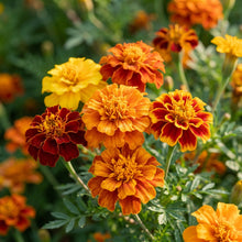 Marigold French Durango Mixed Seeds – Bright Garden Blend