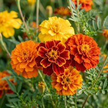 Marigold French Durango Mixed Seeds – Bright Garden Blend