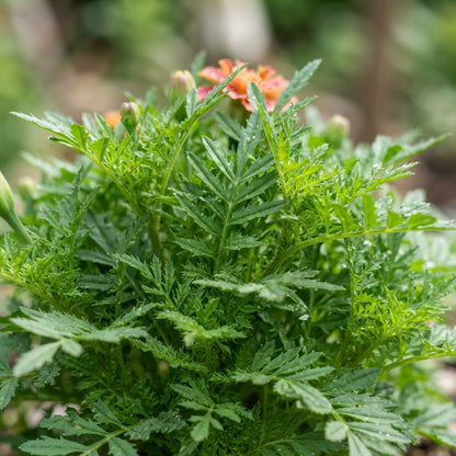 Marigold French Strawberry Blonde Seeds for Planting
