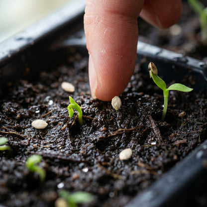 Marmande Tomato Seeds for Planting