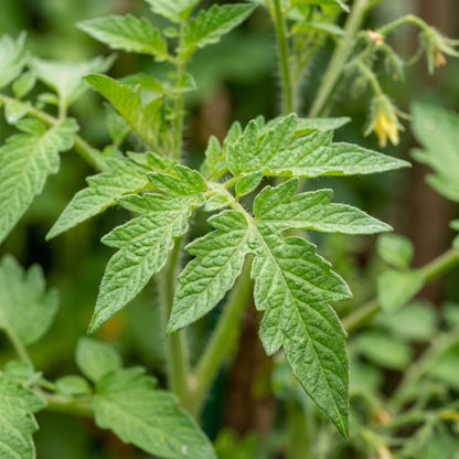 Marmande Tomato Seeds for Planting