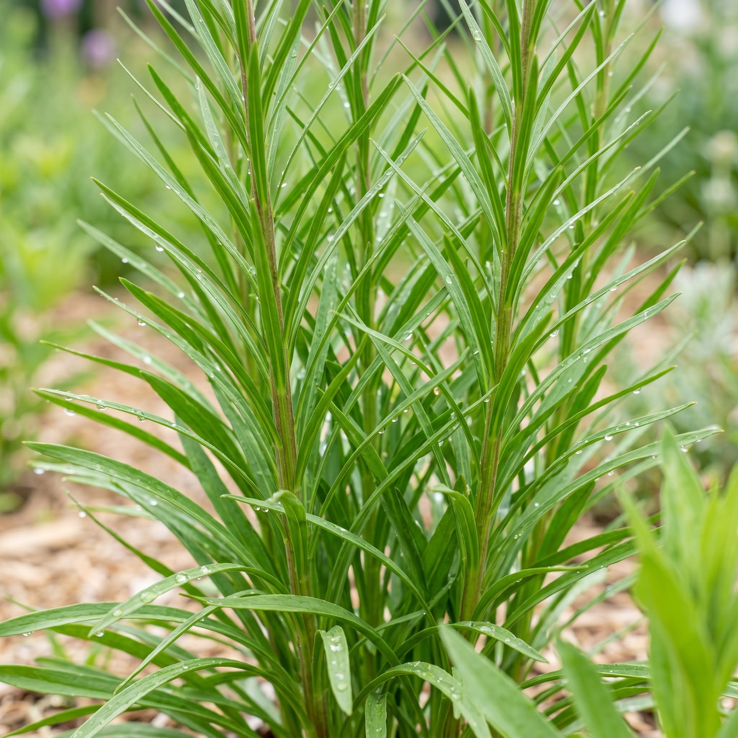 Marsh Blazing Star Seeds (Liatris spicata) – Perennial Liatris Flower Seeds
