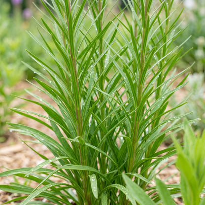 Marsh Blazing Star Seeds (Liatris spicata) – Perennial Liatris Flower Seeds