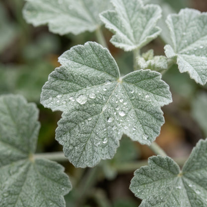Marshmallow Seeds (Althaea officinalis) – Marshmallow Herb Seeds