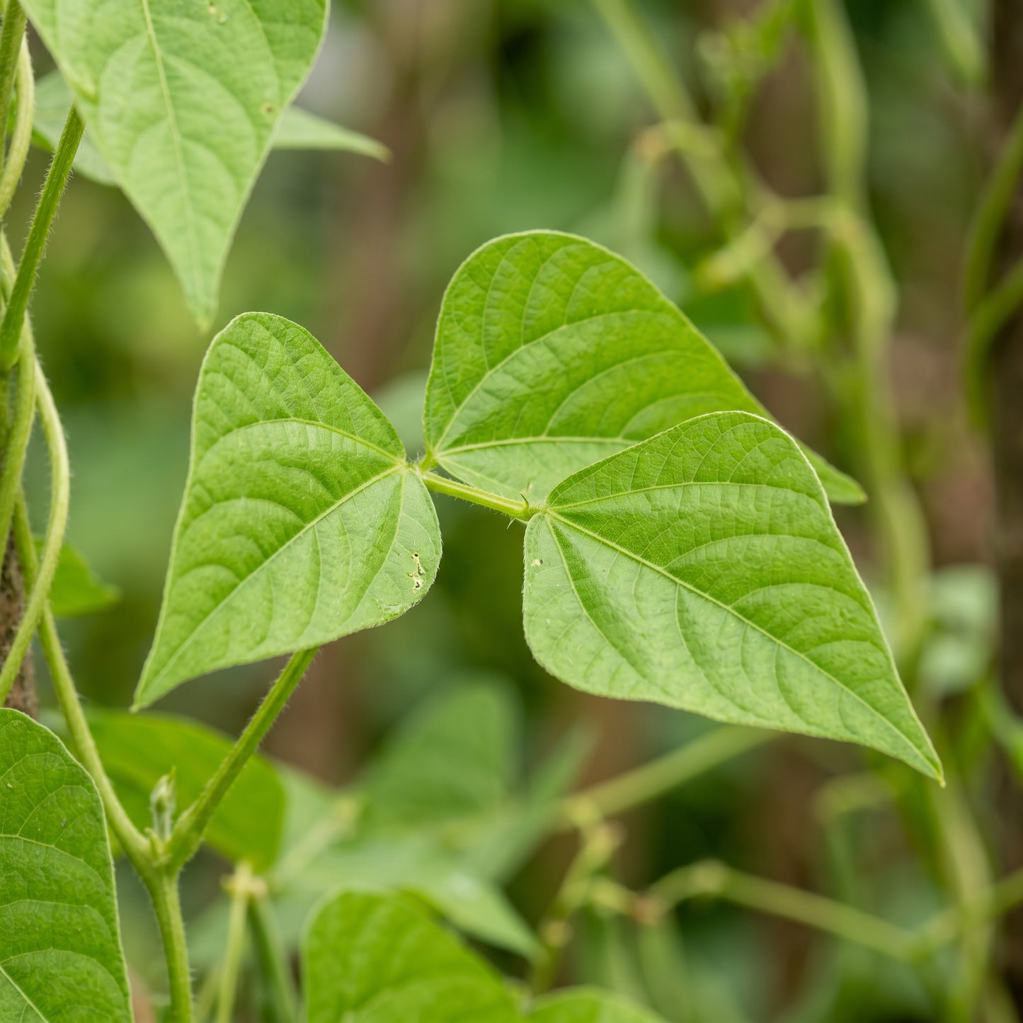 Mayflower Bean Seeds for Planting