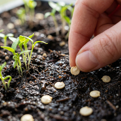 McMahons Texas Bird Pepper Seeds – Pepper Seeds for Home Garden