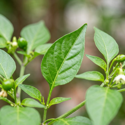 McMahons Texas Bird Pepper Seeds – Pepper Seeds for Home Garden