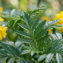 Mexican Golden Yellow Marigold Flower Seeds - Yellow Marigold Seeds for Garden