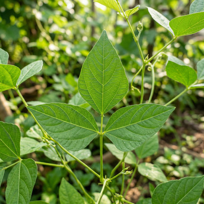 Michel's Cowpea Haven Seeds for Planting