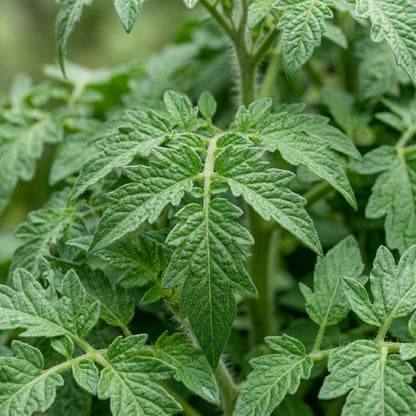 Tomato Micro Tom Seeds for Planting