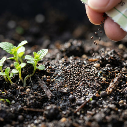Mint Herb Seeds for Indoor & Outdoor Growing