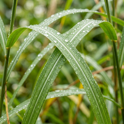 Miscanthus Hybrid Grass Seeds