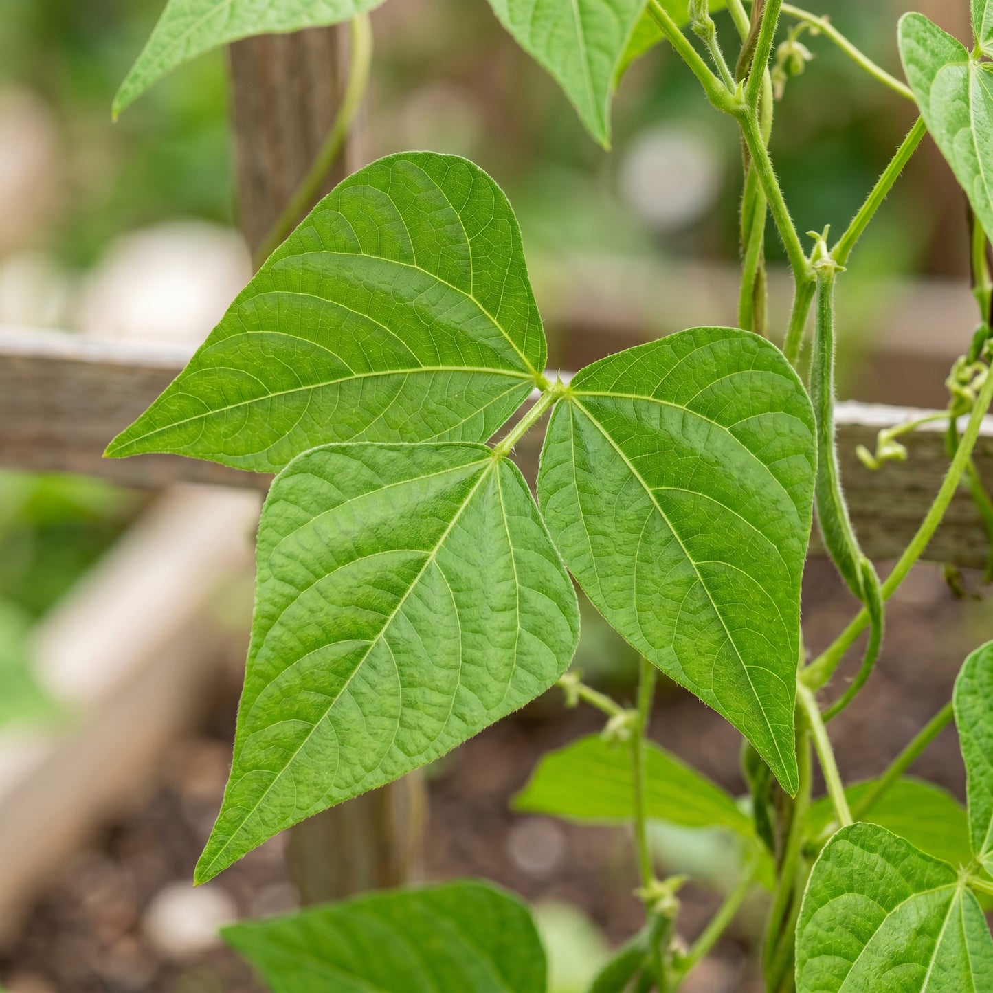 Missouri Wonder Pole Bean Seeds for Home Garden