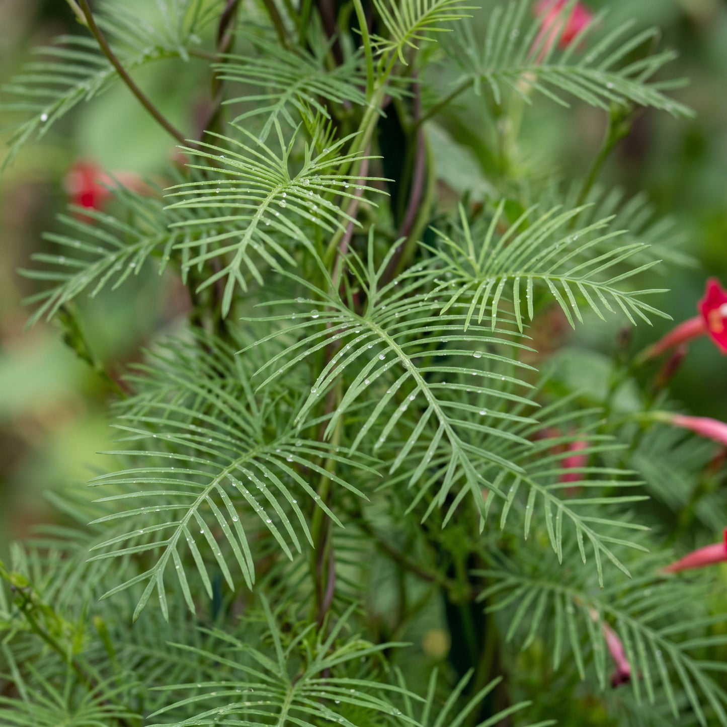 Mixed Cypress Vine Seeds – Annual Climbing Flower Seeds for Vertical Garden Growing