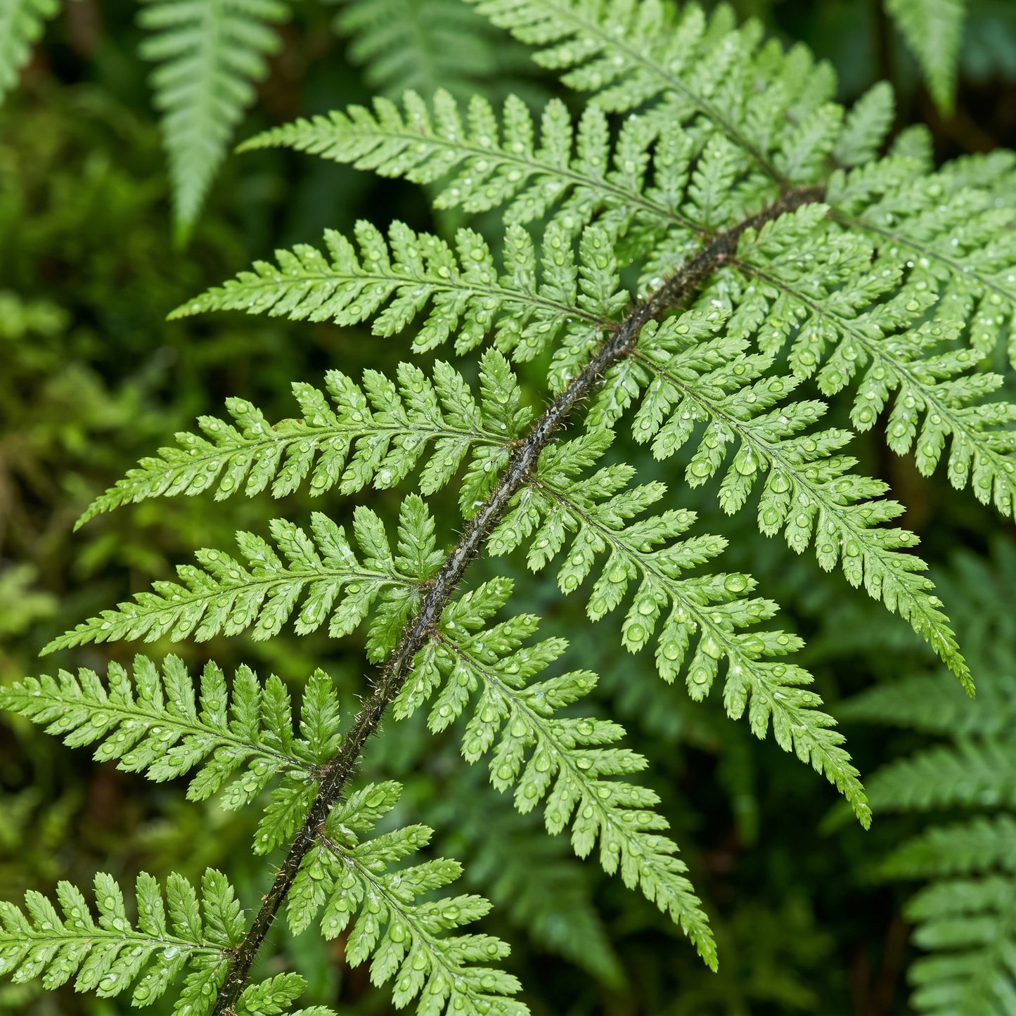 Mixed Fern Pteridophyta Plant Seeds – Decorative Fern Mix