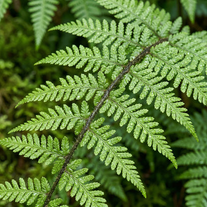 Mixed Fern Pteridophyta Plant Seeds – Decorative Fern Mix