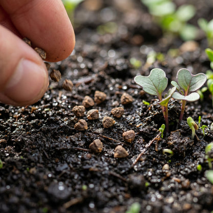 Mooli Minowase Radish Seeds for Planting