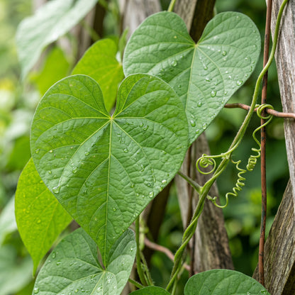 Moonflower Seeds (Ipomoea alba) – White Moonflower Vine Seeds