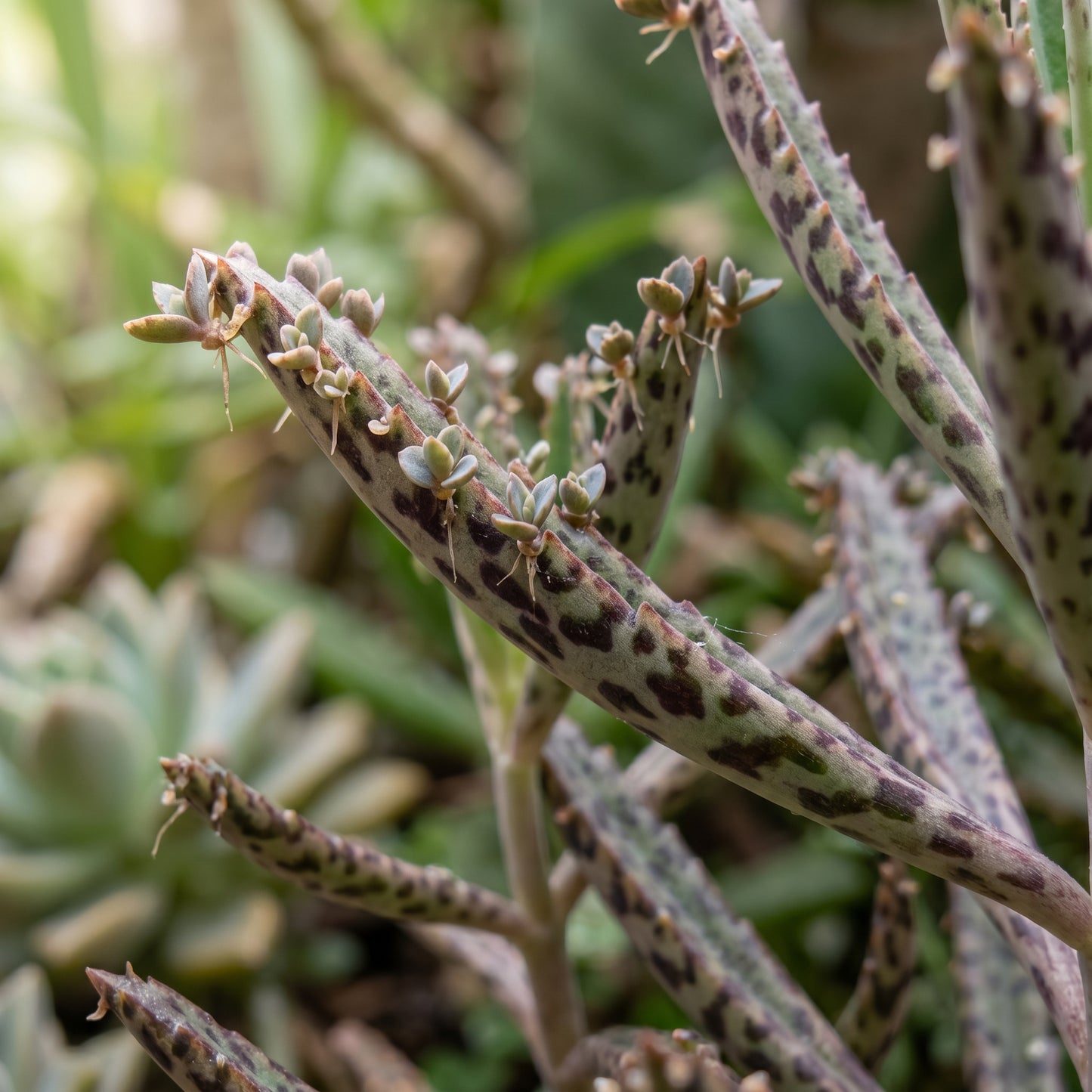 Mother of Millions Seeds (Bryophyllum delagoense) – Succulent Plant Seeds