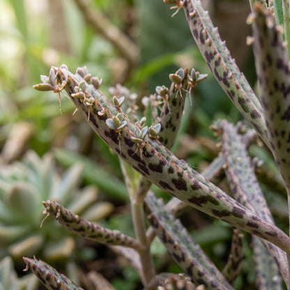 Mother of Millions Seeds (Bryophyllum delagoense) – Succulent Plant Seeds