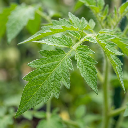 Mountain Magic Tomato Seeds – Hybrid Tomato Seeds for Home Garden
